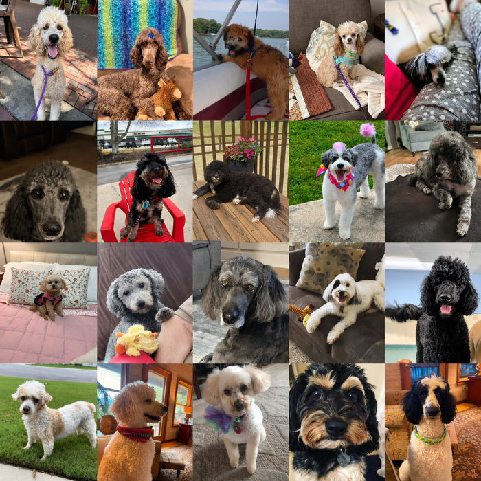 Dogs of the Month — August 2026