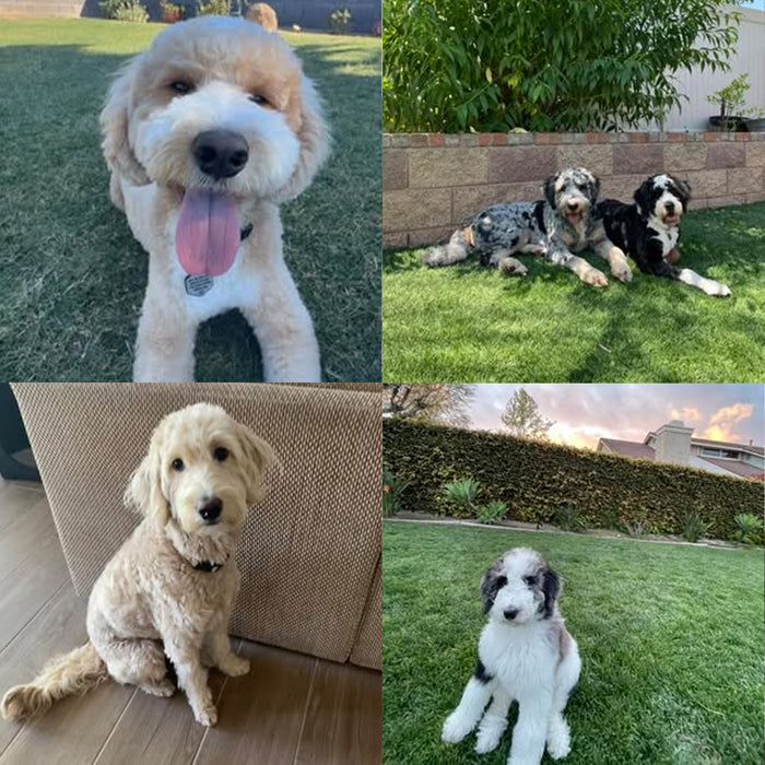 Dogs of the Month — October