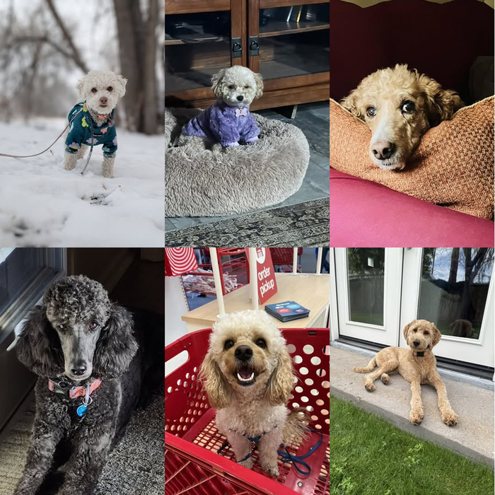 Dogs of the Month — April